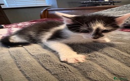 Mixed Breed cats for sale: Kittens - Image 2