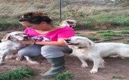 English Setter dogs for adoption: Dana  - Advert 5