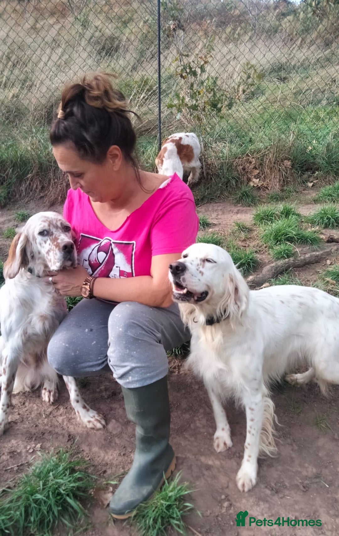 English Setter dogs for adoption: Dana  - Advert 5