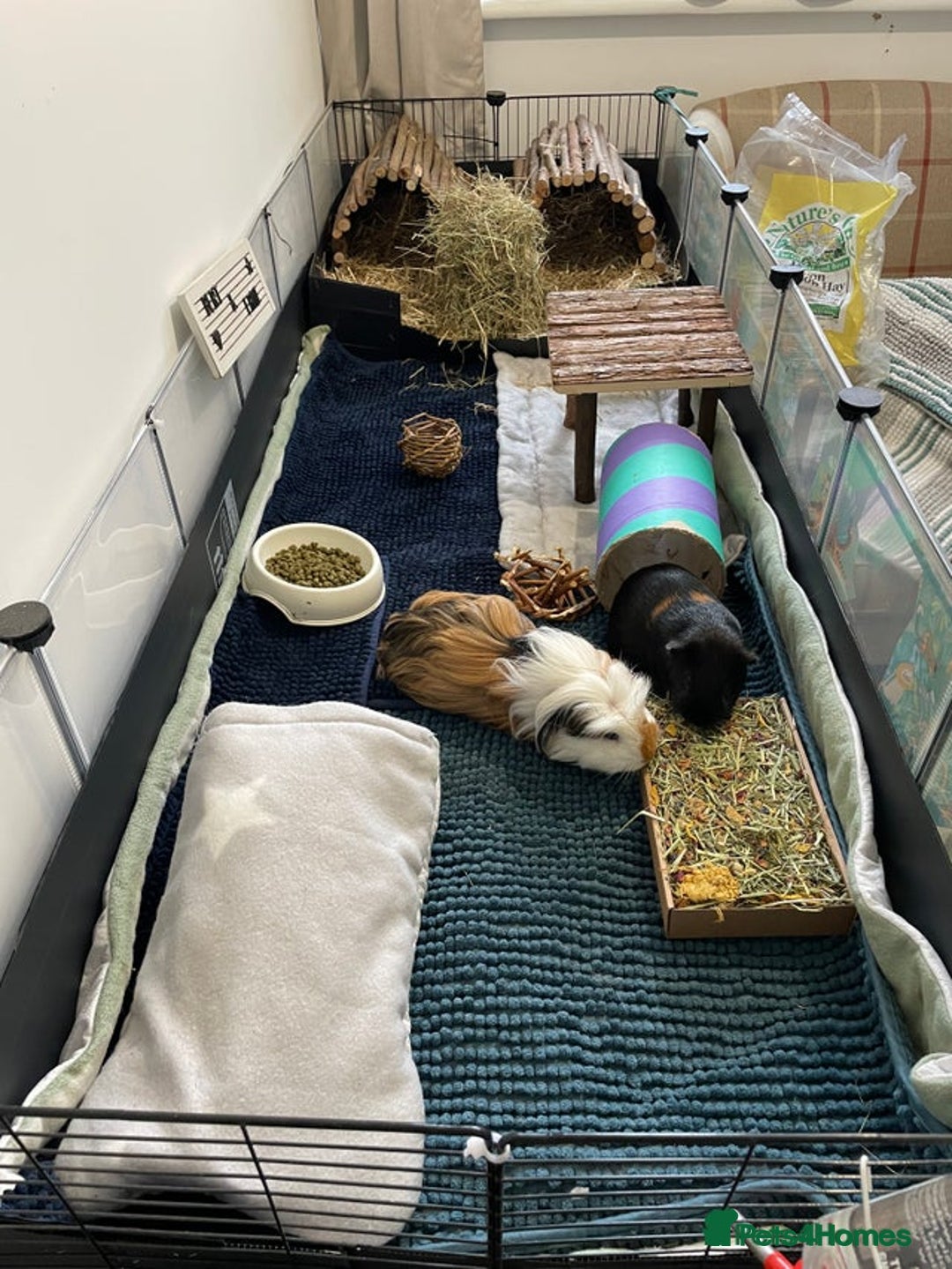 Guinea Pig rodents for sale: 2 pairs of male guinea pigs with full set up - Advert 3