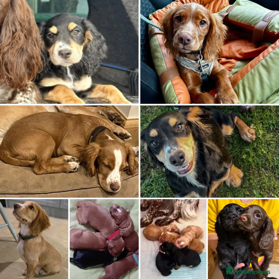 Cocker Spaniel dogs for stud: Extensively health tested. Carries tan. KC reg.  - Advert 13