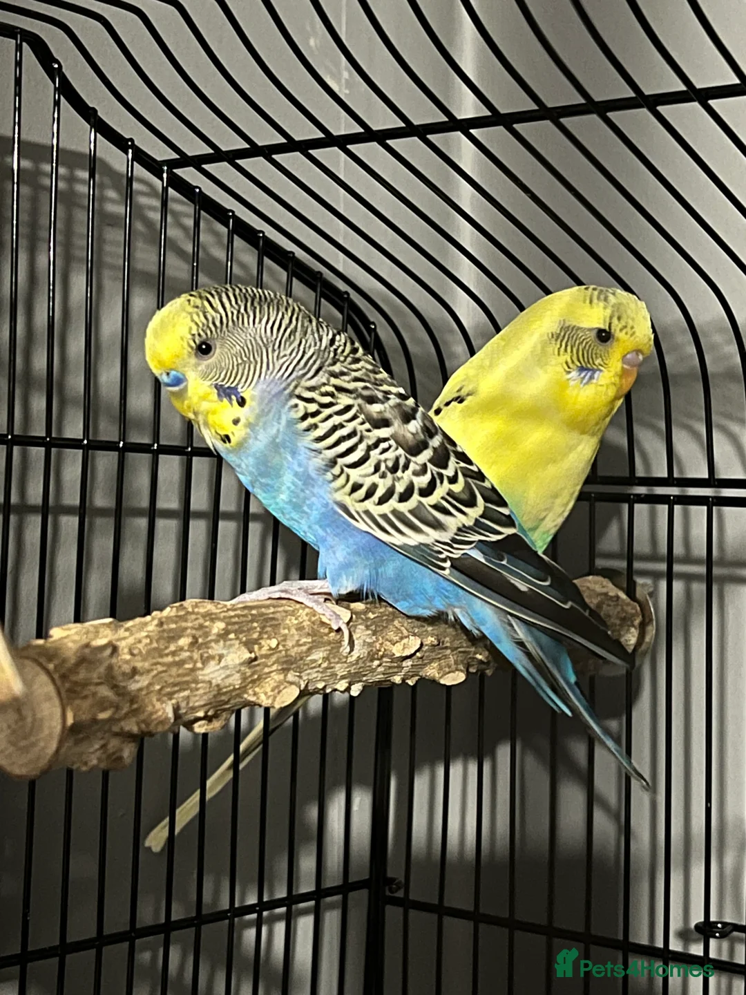 Budgerigars birds for sale: 2 lovely budgies  - Advert 1