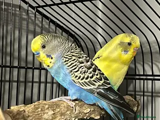 Budgerigars birds 2 lovely budgies - Advert 1