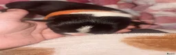 Mixed Breed dogs for sale: Border collie x staffie x German sheppard pups - Advert 3
