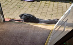 Cocker Spaniel dogs for sale: Betsy the cocker spaniel  - Image 15