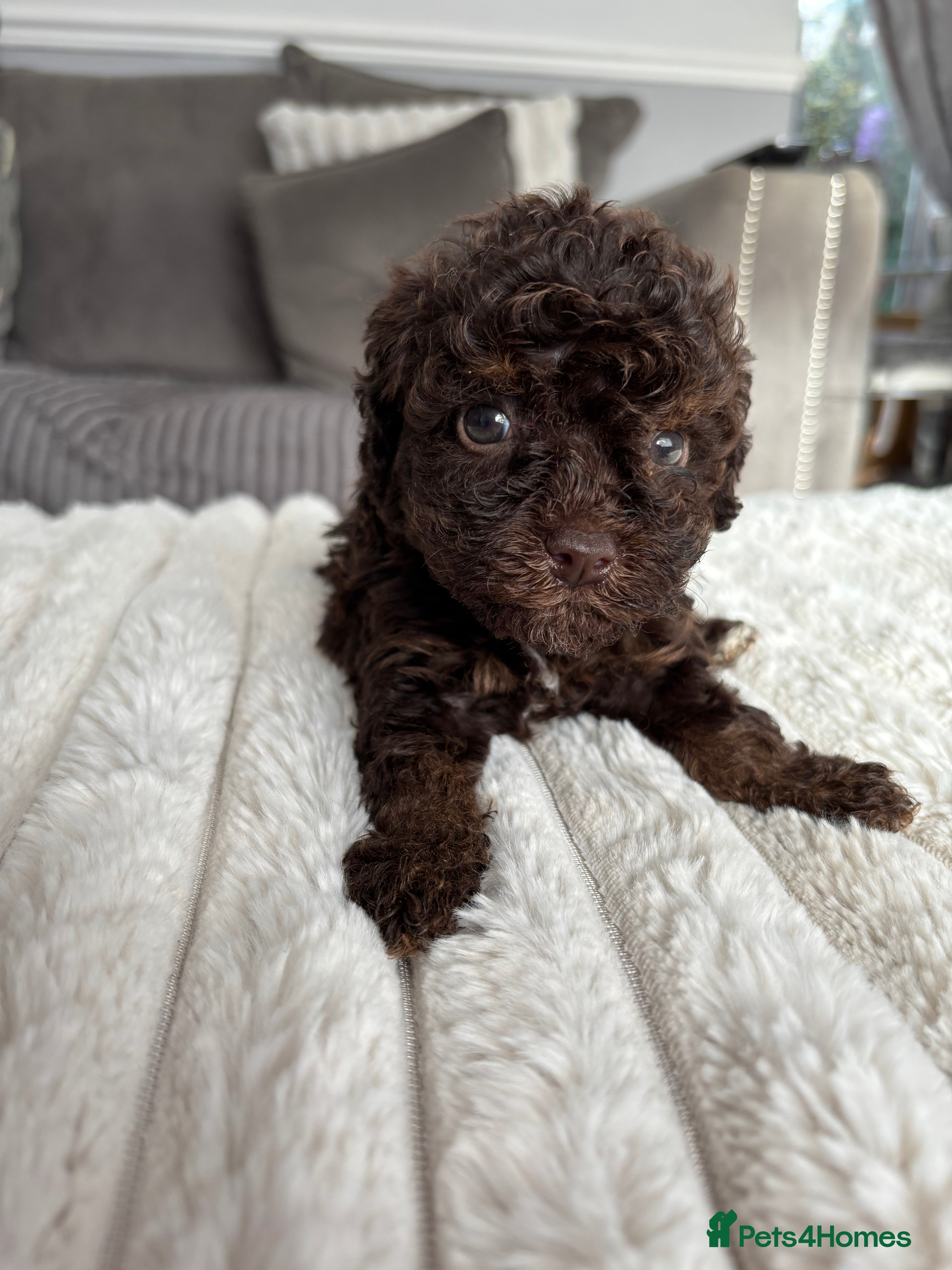 Cavapoo dogs F1BB tiny Cavapoo puppies  - Advert 2