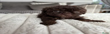 Cavapoo 5