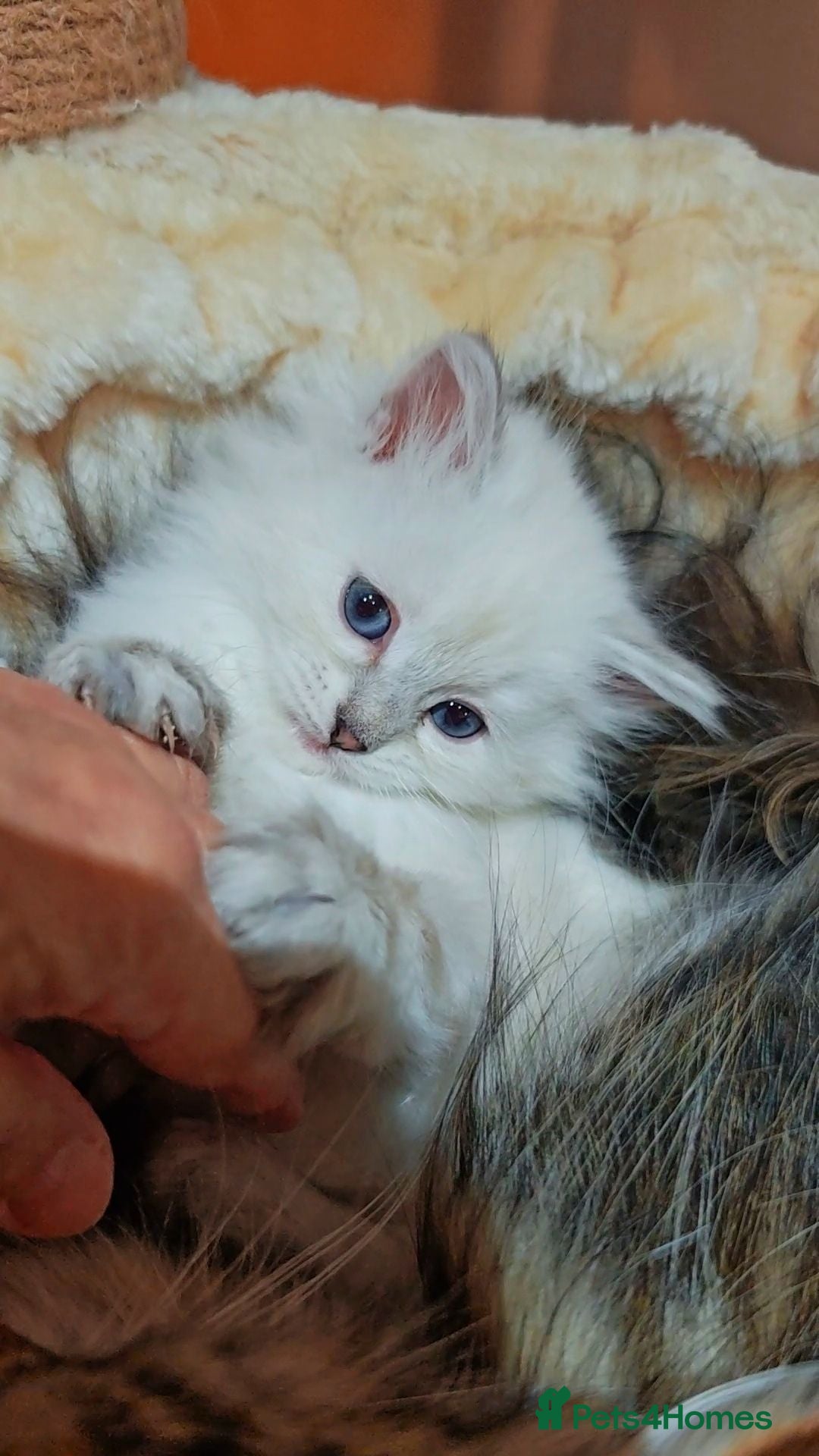 Siberian cats  Siberian babies from GCCF+TICA parents - Advert 1