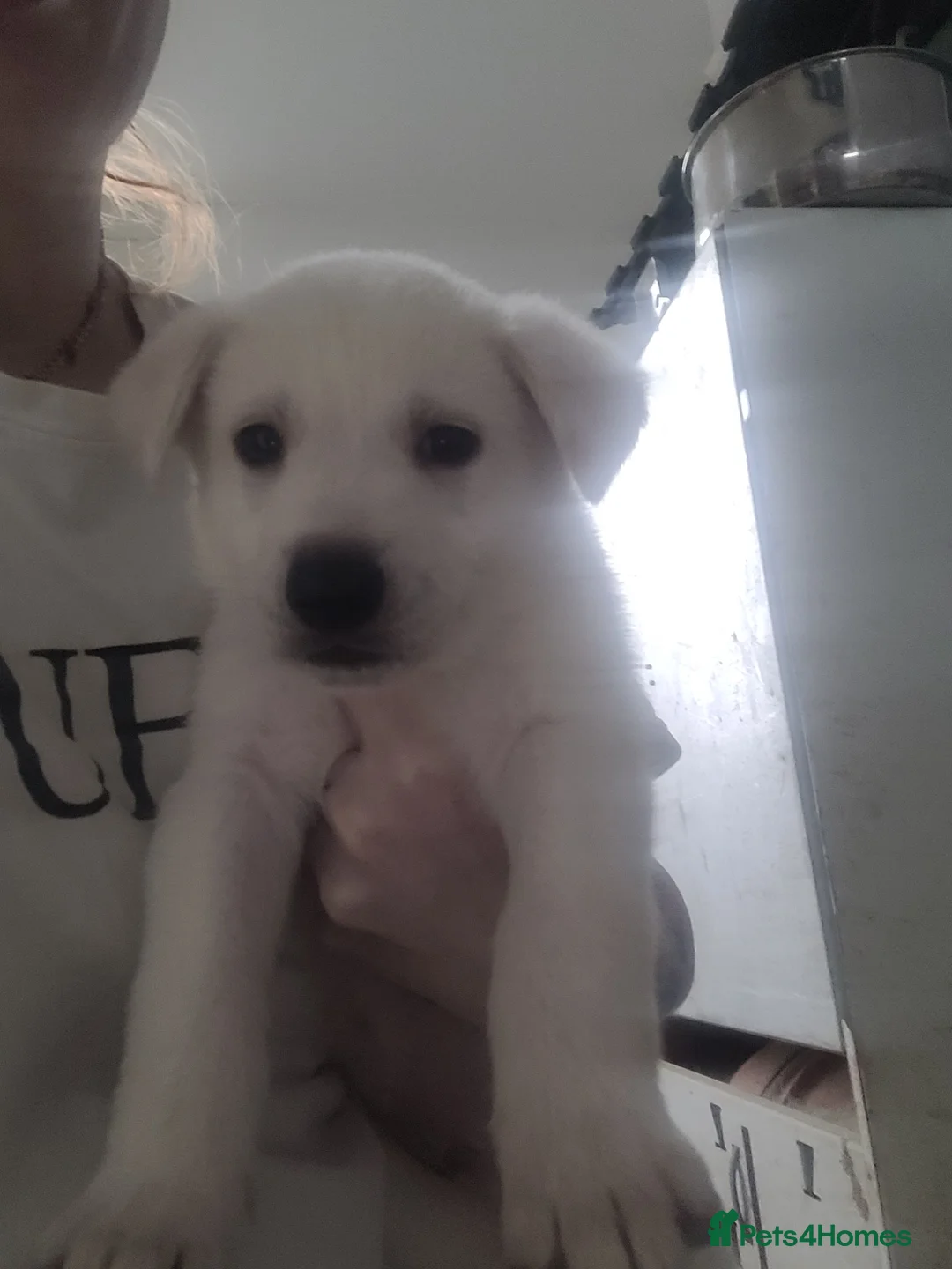 Mixed Breed dogs for sale: Golden shepherd - Advert 20