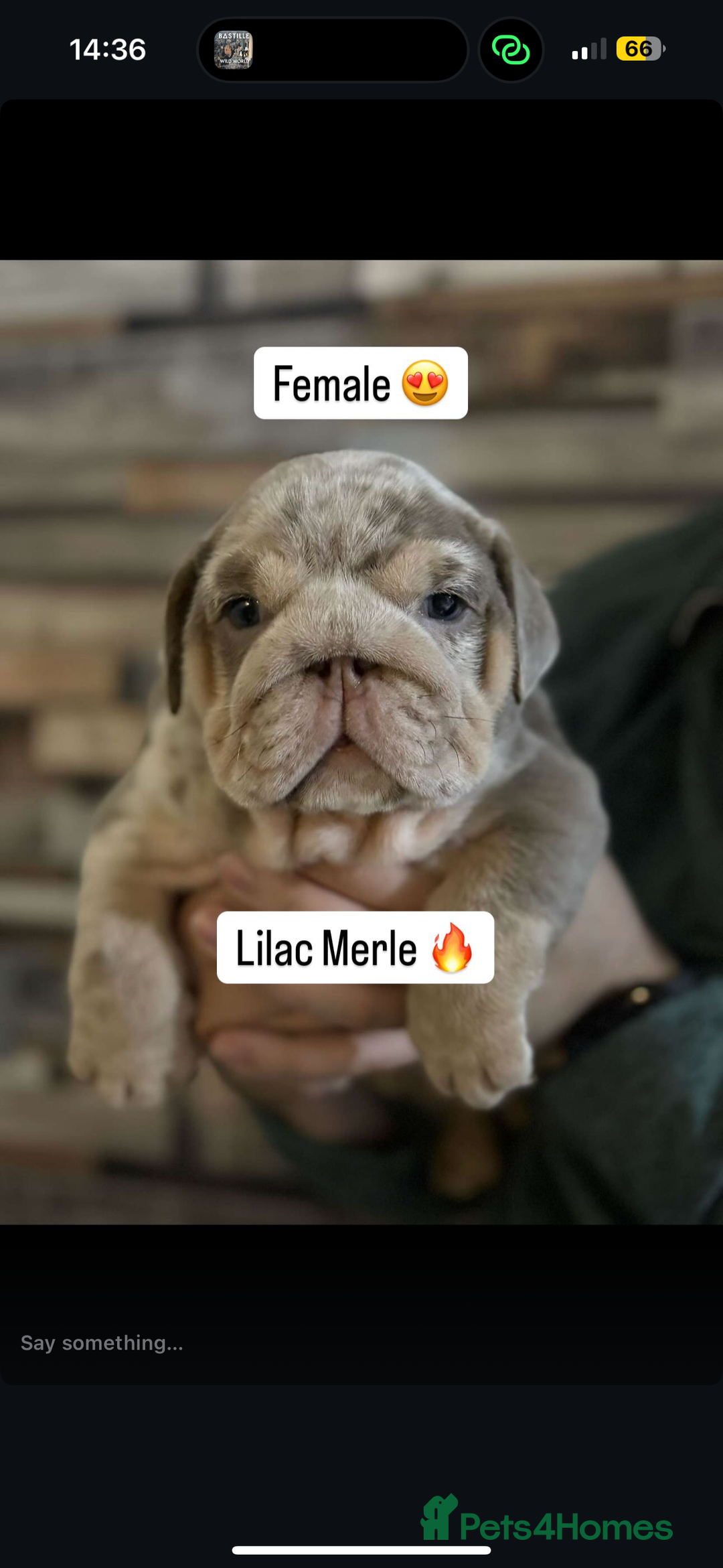 English Bulldog dogs for sale: 🐶🔥 English Bulldogs ready to go 🔥🐶 REDUCED!! - Image 4