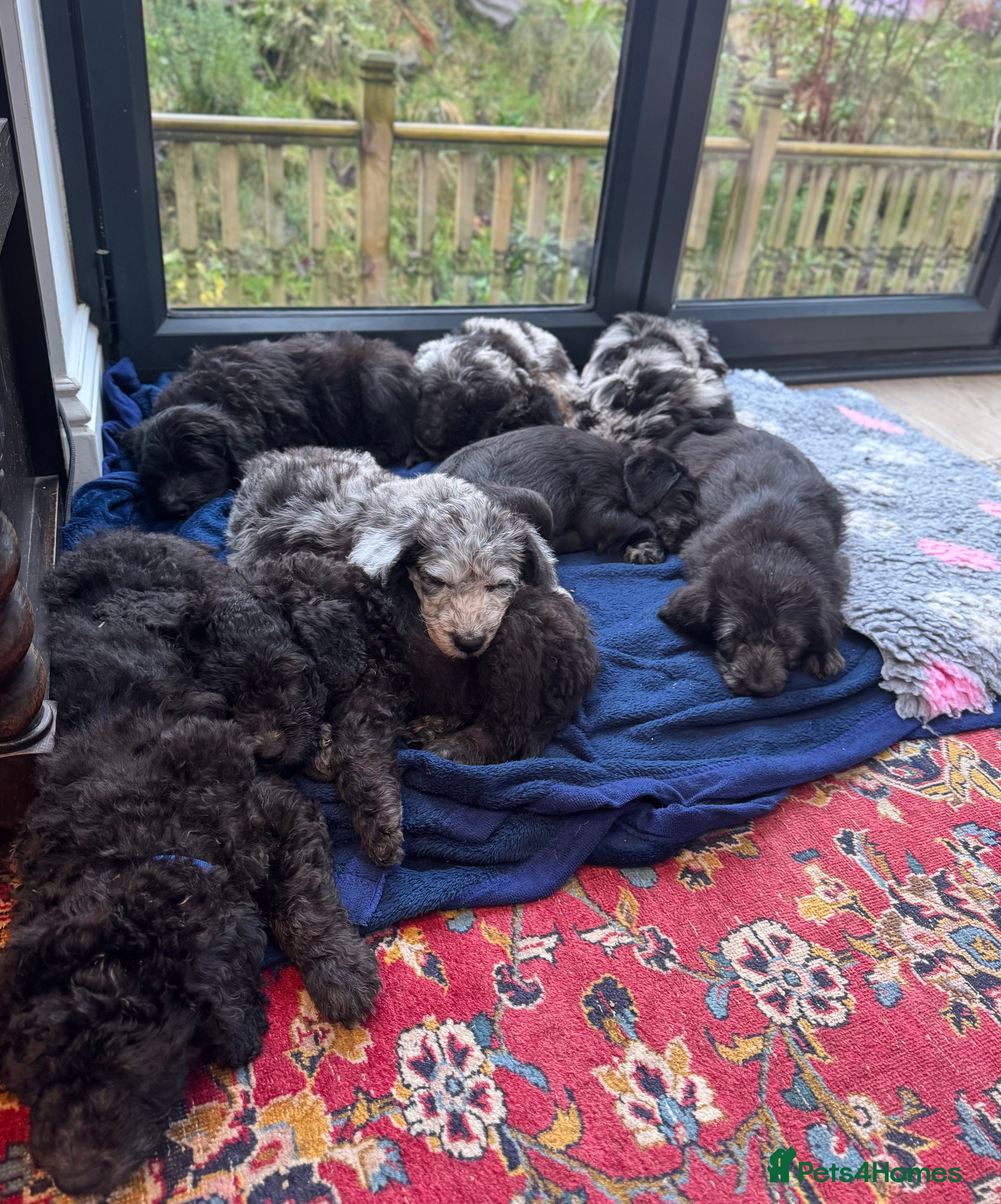Labradoodle dogs Adorable Home-Raised F2B Labradoodle Puppies - Advert 5