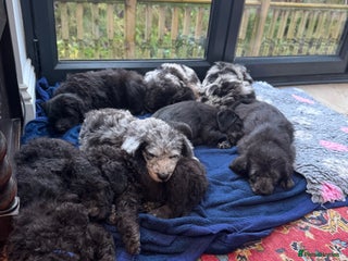 Labradoodle dogs Adorable Home-Raised F2B Labradoodle Puppies - Advert 5