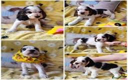 Cocker Spaniel dogs for sale: KC English Show Type Cocker Spaniel Puppies  - Image 5