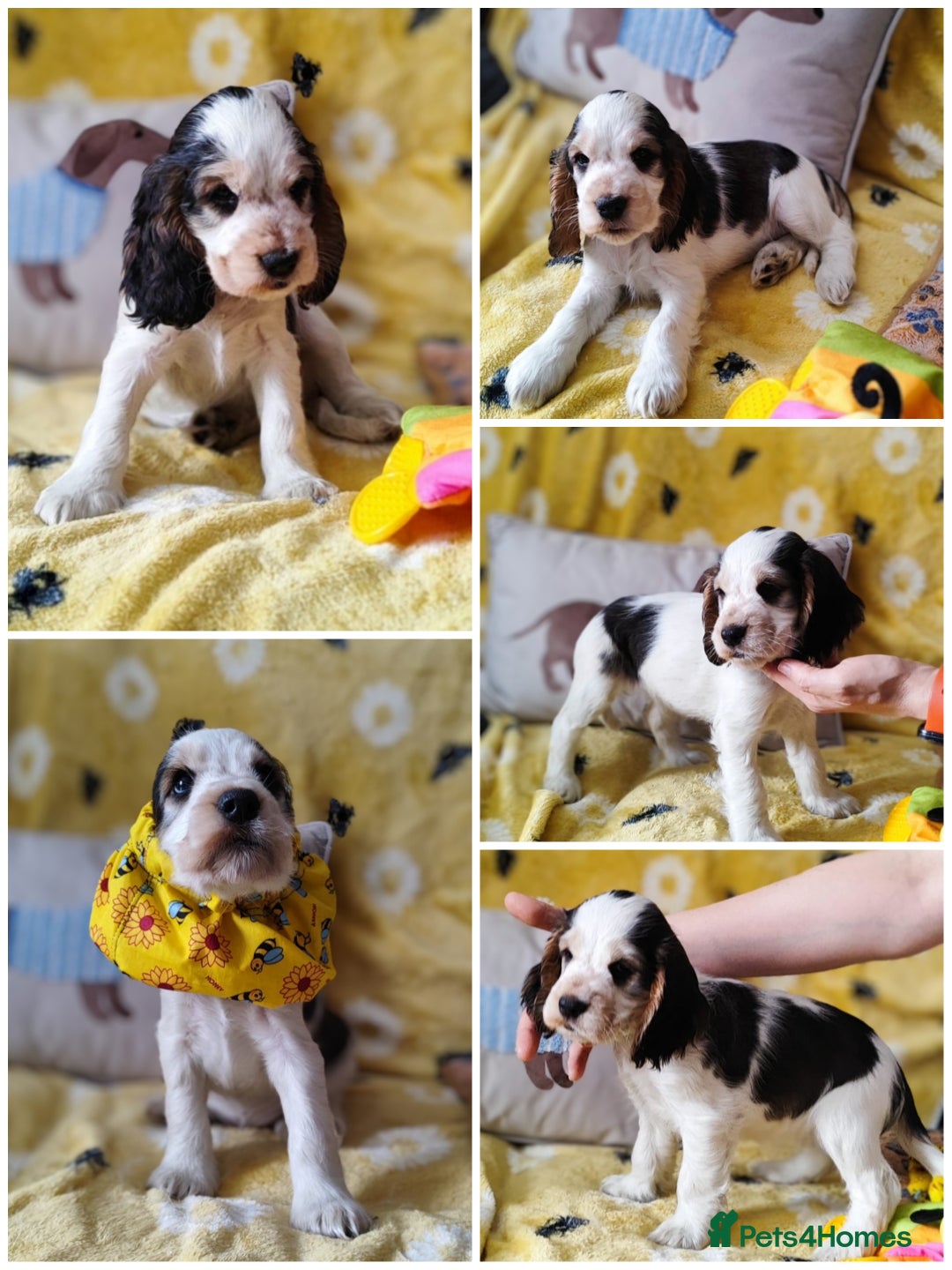 Cocker Spaniel dogs for sale: KC English Show Type Cocker Spaniel Puppies  - Image 5