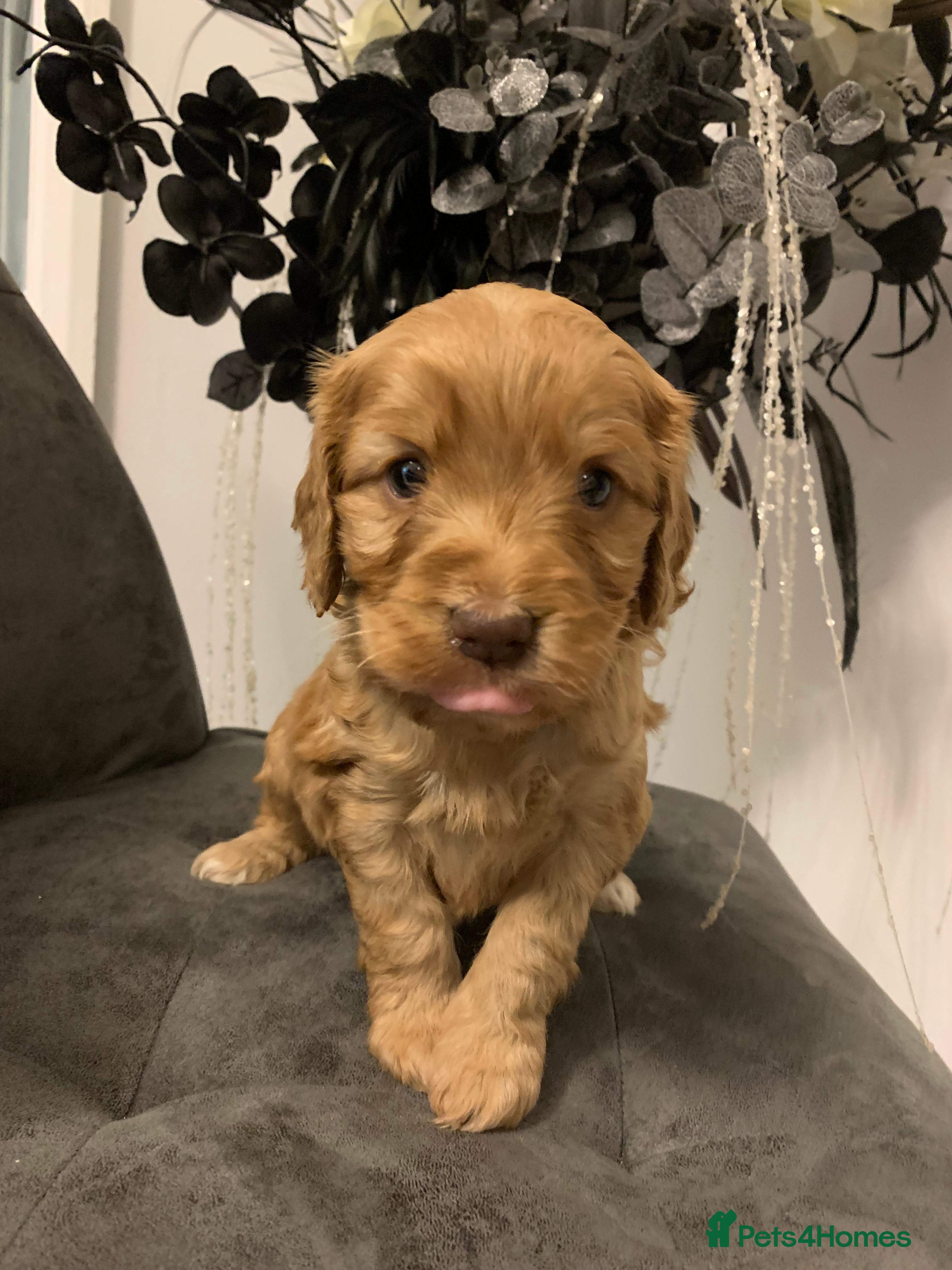 Cockapoo dogs F1 show type Cockapoo girl . Health tested parents - Advert 4