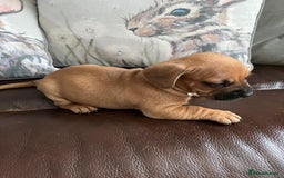 Mixed Breed dogs for sale: French wieners - Image 18