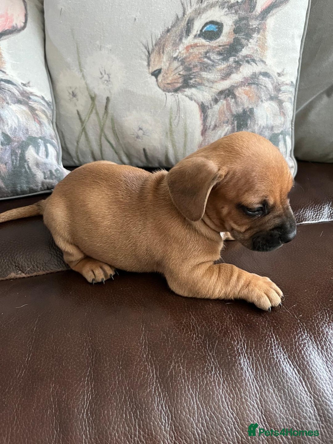 Mixed Breed dogs for sale: French wieners - Image 18