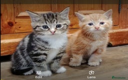 Mixed Breed cats for sale: Premium kittens for sale - Image 7