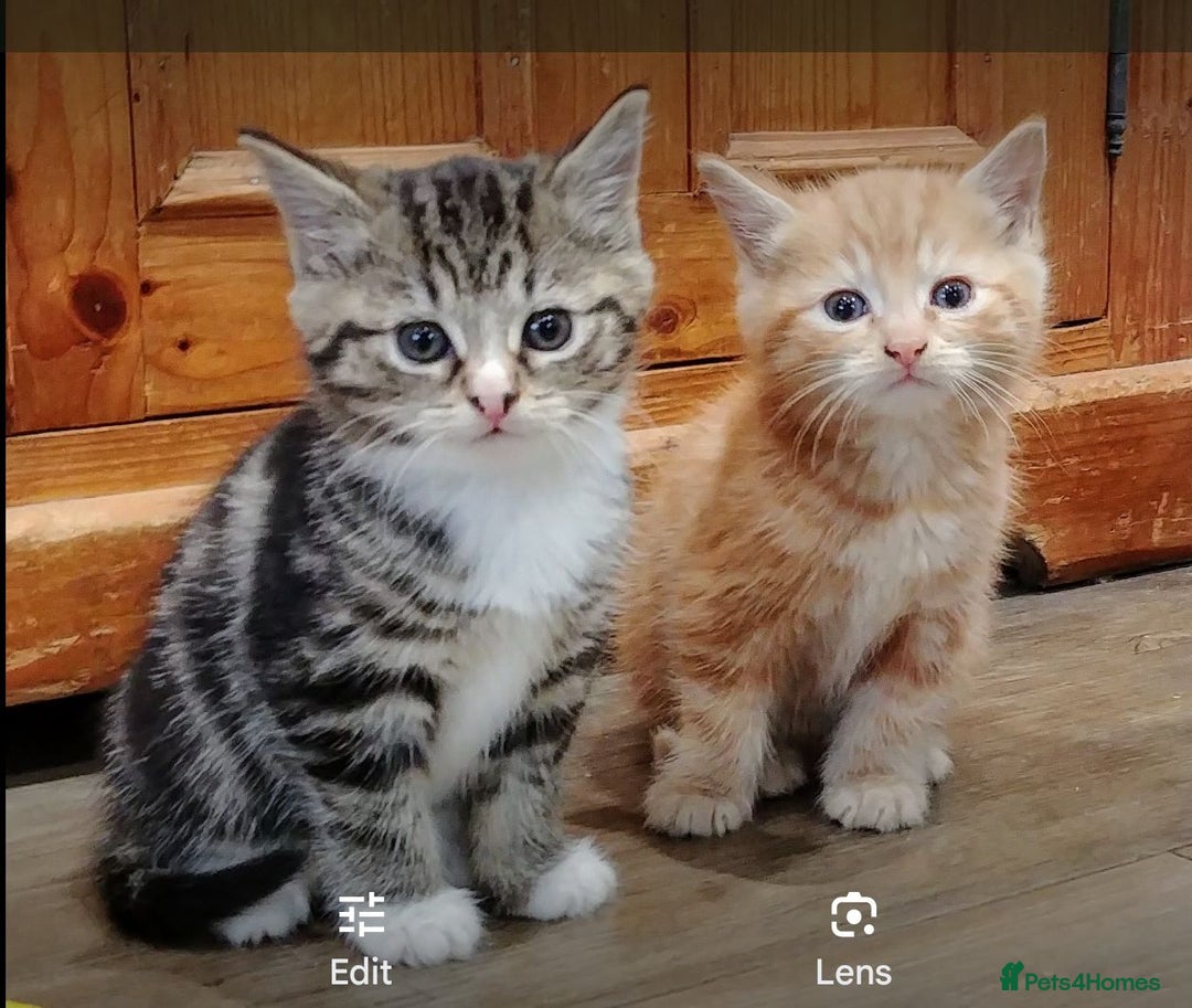 Mixed Breed cats for sale: Premium kittens for sale - Image 7