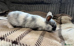 Mini Lop rabbits for sale: 7 beautiful mini lops  - Image 5