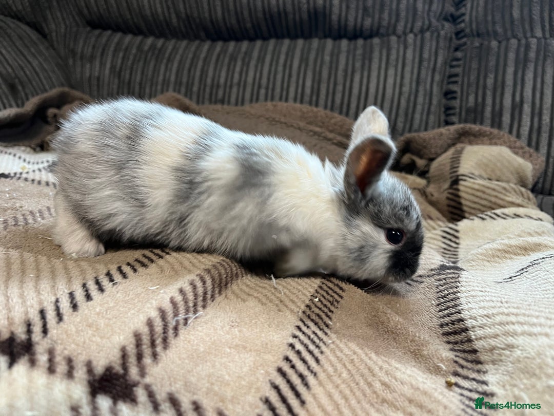 Mini Lop rabbits for sale: 7 beautiful mini lops  - Image 5