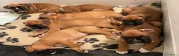 Boxer dogs for sale:  Stunning KC reg bobtailed boxers *1 girl left* - Advert 9