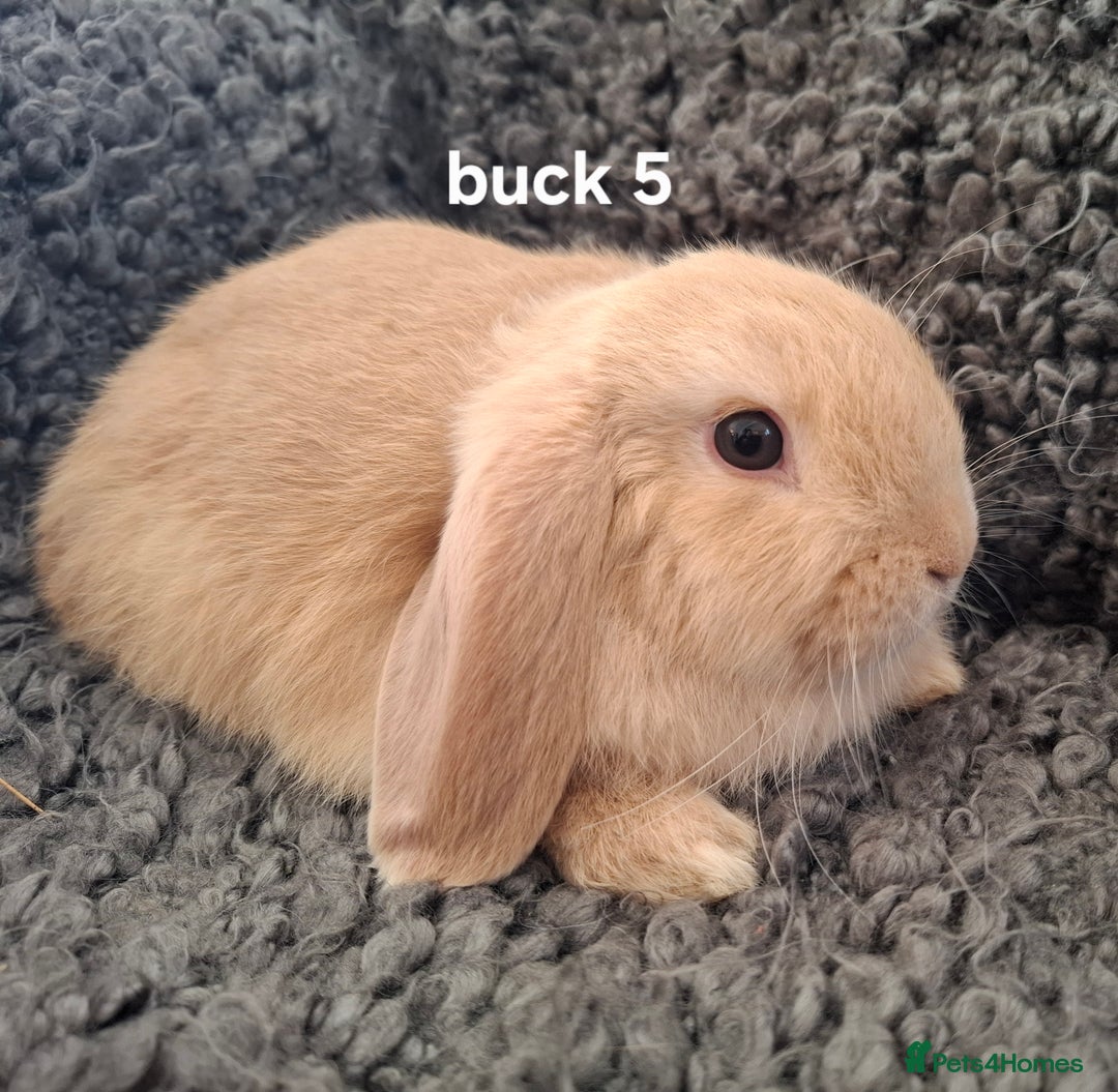 Mini Lop rabbits for sale: * READY TO LEAVE * from 14th December - Advert 10