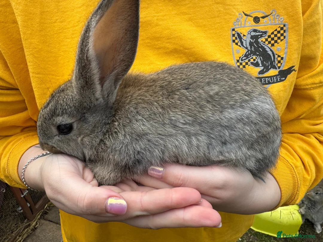 Continental Giant rabbits for sale: 2 Brown conti giant does - Advert 6