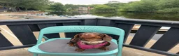 Miniature Dachshund dogs for sale: Chocolate and tan miniature daschund  in Harrogate - Advert 5
