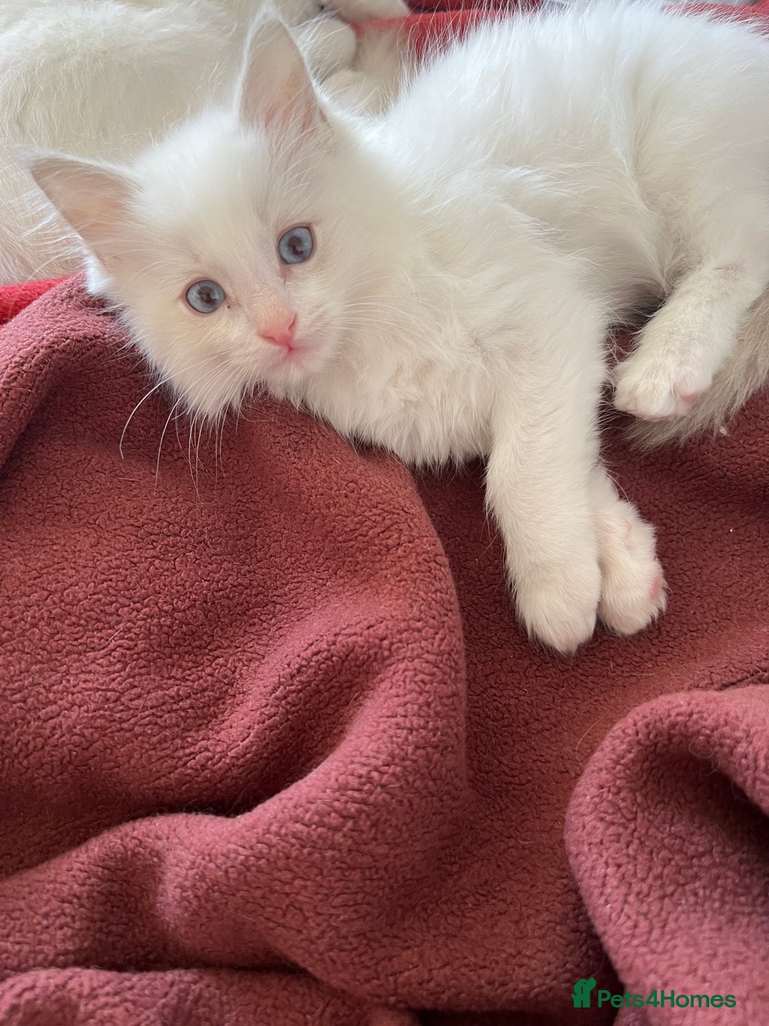 Ragdoll cats for sale: Lilac bicolour and mitted Ragdolls - Image 6