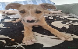 Lurcher dogs for sale: Lurcher puppies  - Image 2