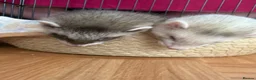 Ferret rodents for sale: 2 male ferrets with cage - Advert 3