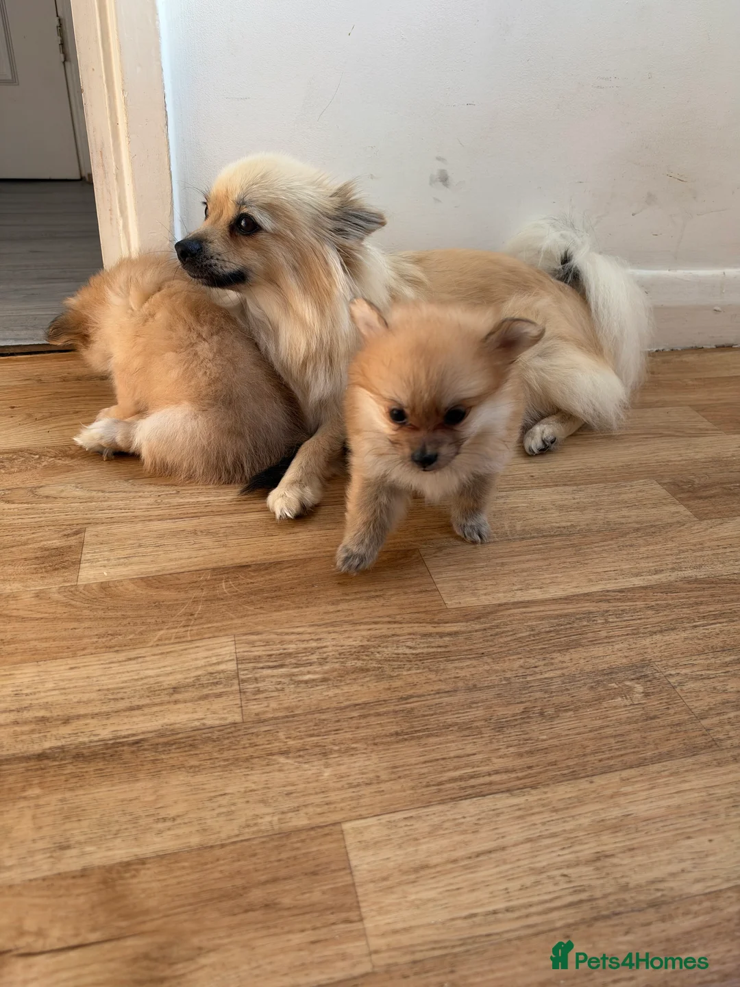 Pomeranian dogs for sale: 🐶 Stunning Pomeranian Puppies 2 Boys an 1 Girl 🐶 in Harlow - Advert 2