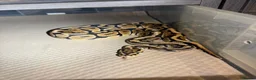 Python Snake reptiles for sale: Ball python collection  in Crewe - Advert 13