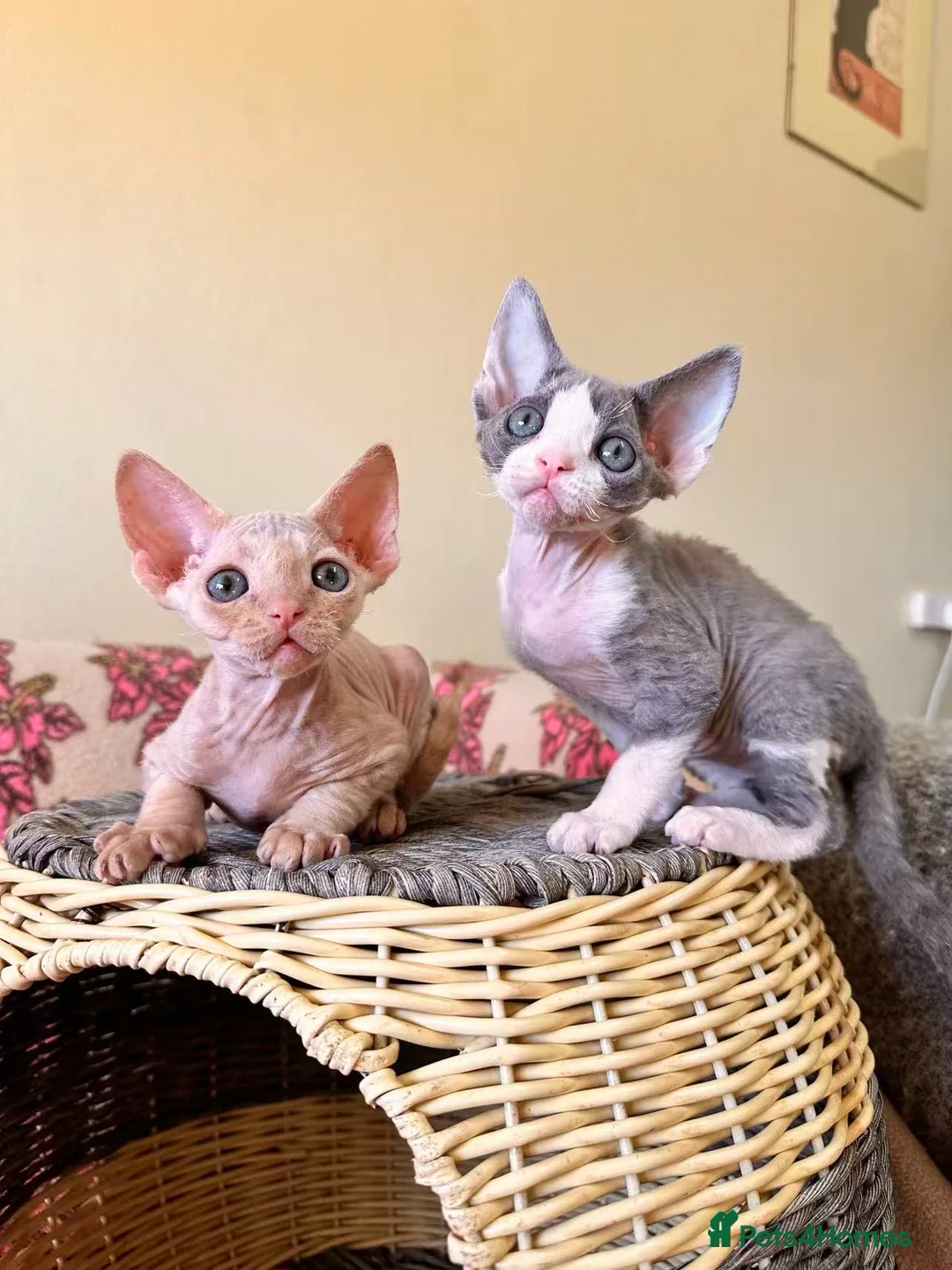 Devon Rex cats for sale: beautiful Devon Rex kittens  - Advert 2