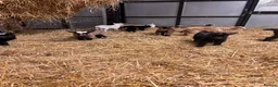 Goats livestock for sale: Gorgeous Pygmy Goats - Ready from mid April  - Advert 11