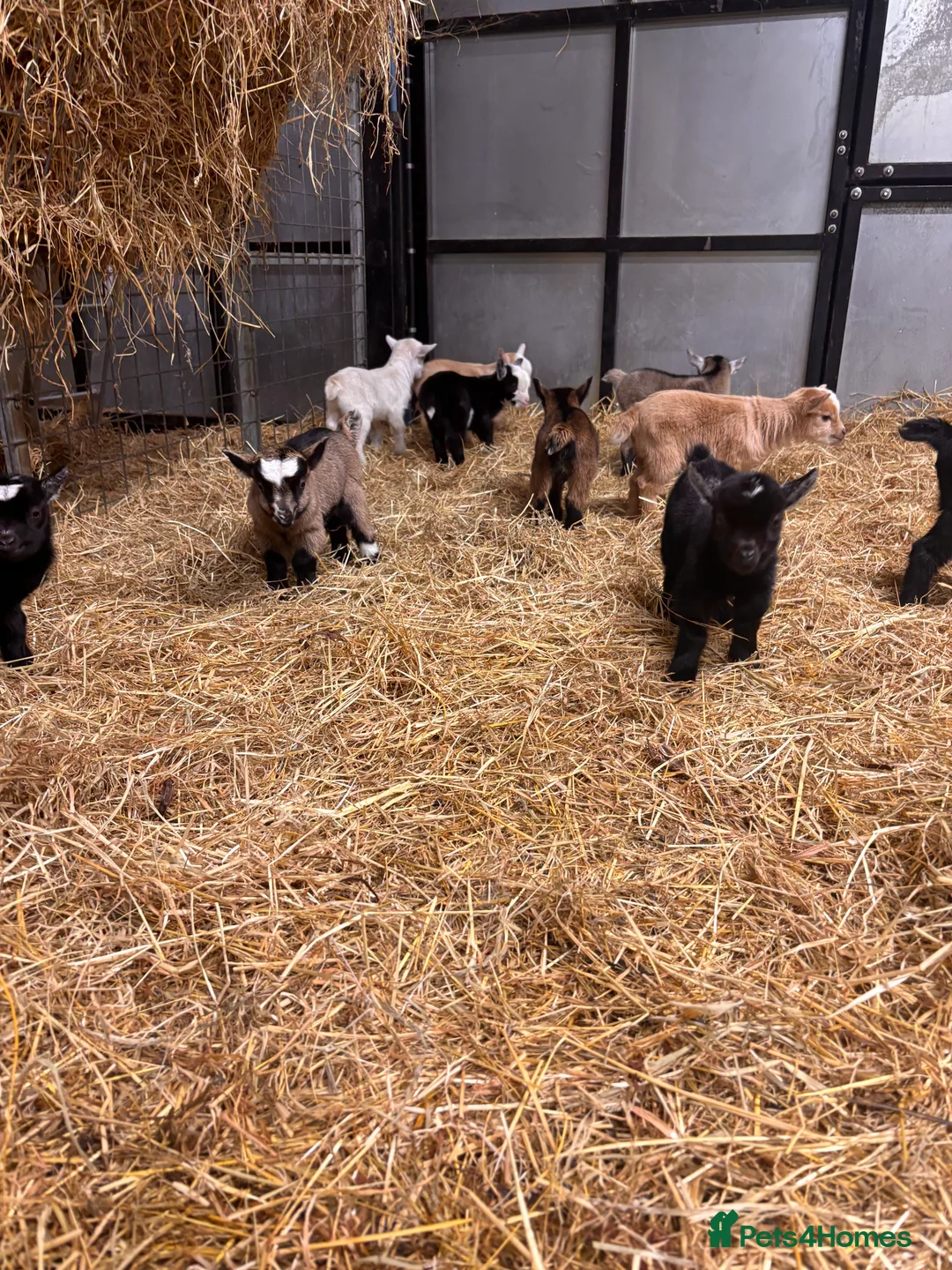 Goats livestock for sale: Gorgeous Pygmy Goats - Ready from mid April  - Advert 11