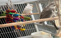 Mixed Breed birds for sale: Female Indian Ringneck,male Cockatiel & hen budgie - Image 10