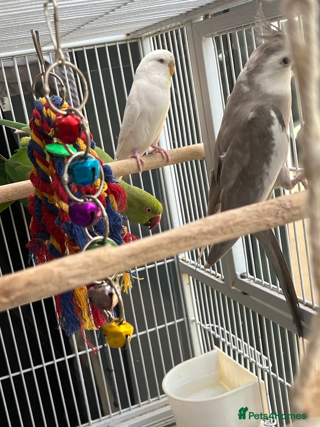 Mixed Breed birds for sale: Female Indian Ringneck,male Cockatiel & hen budgie - Image 10