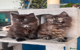 Mixed Breed cats for sale: Ragdoll and Maine Coon crossed  - Image 30