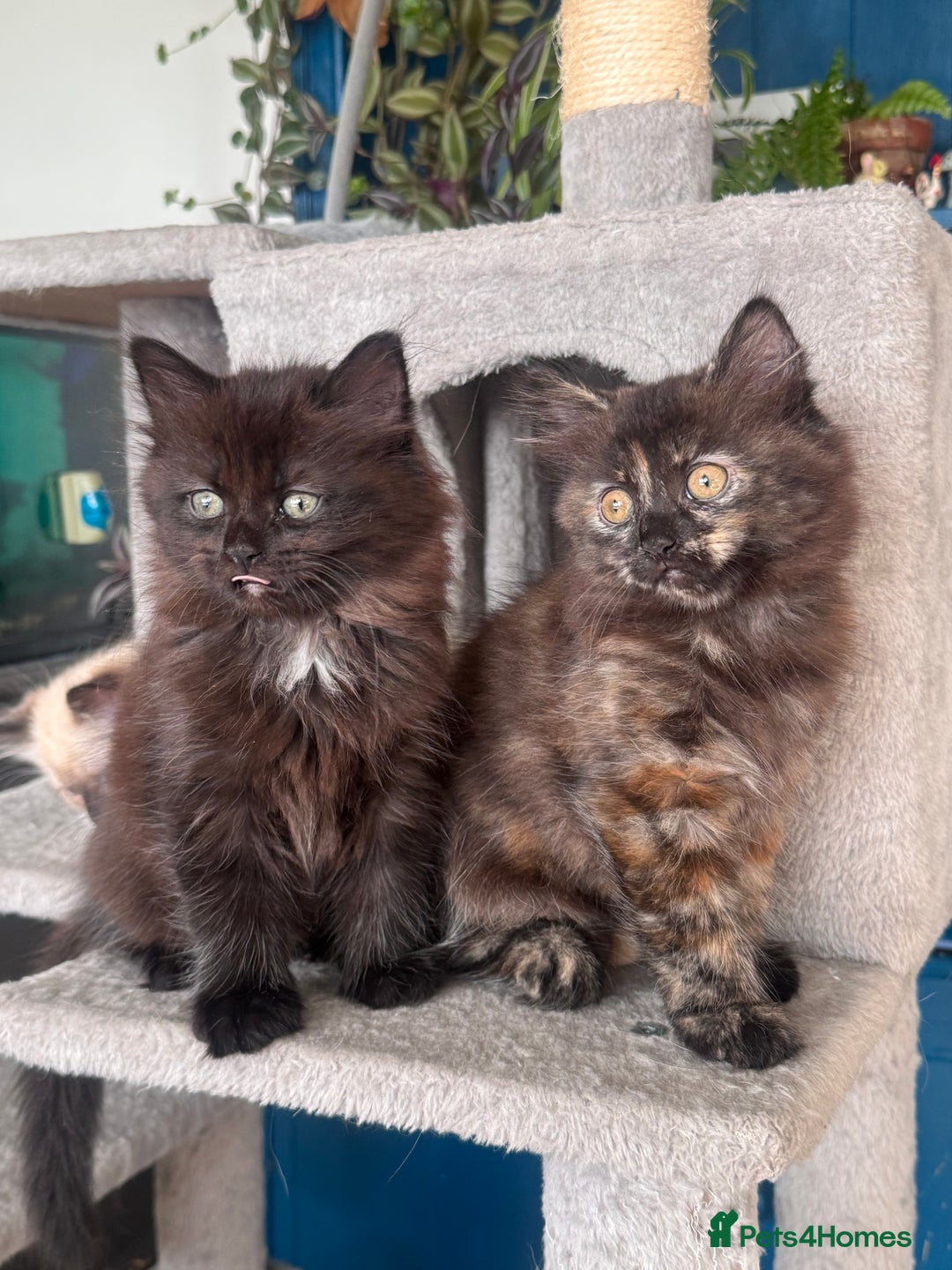 Mixed Breed cats for sale: Ragdoll and Maine Coon crossed  - Image 30