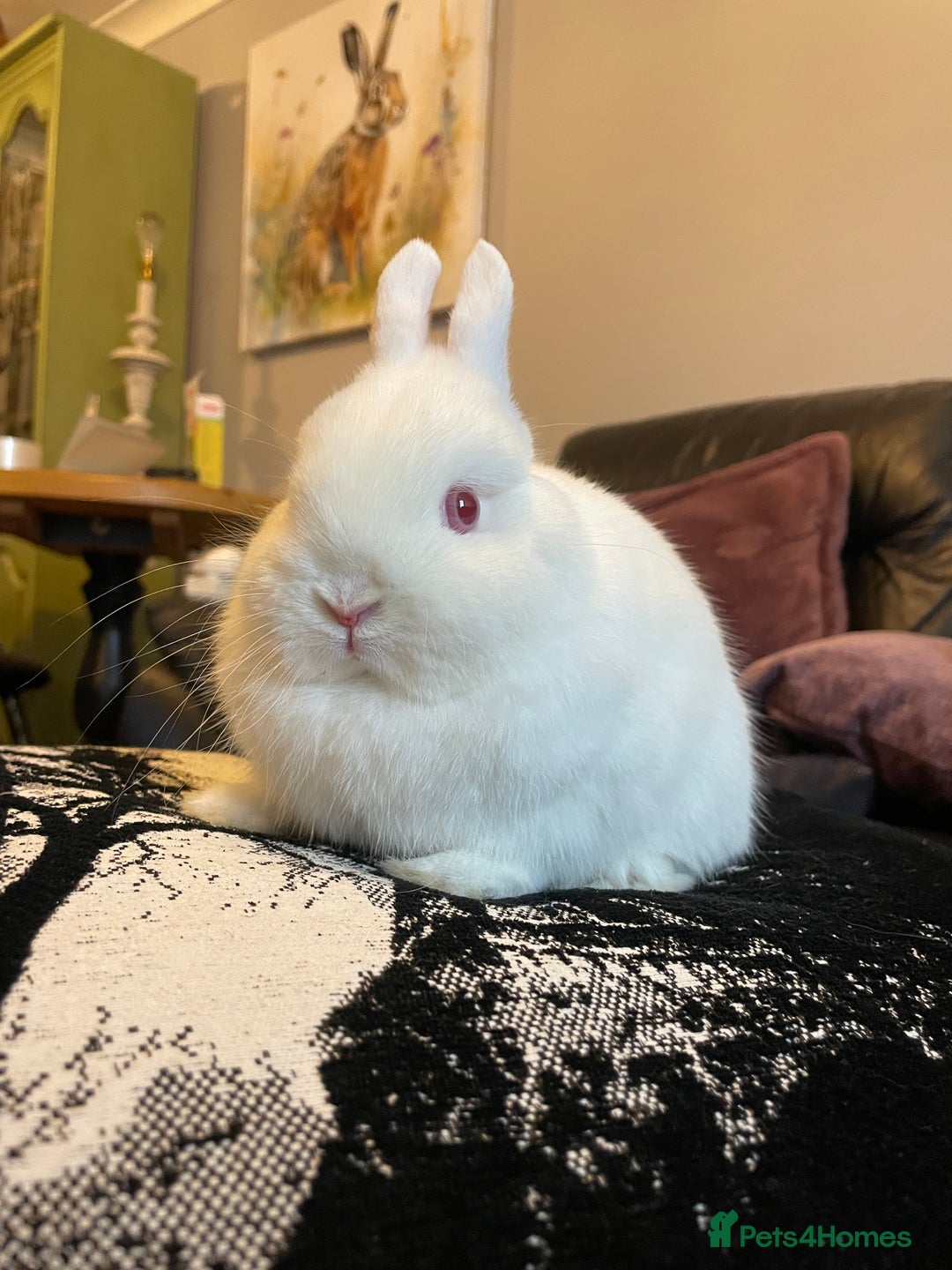 Netherland Dwarf rabbits for sale: NETHERLAND DWARF RABBITS  - Advert 2