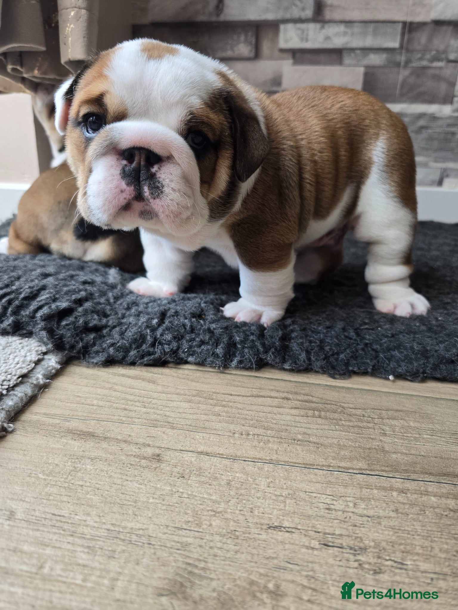 English Bulldog dogs 2🐶 🔥KC registered English bulldog puppies✨️🔥 - Advert 2