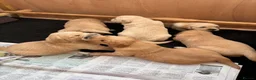 Golden Retriever dogs for sale: 6 beautiful chunky puppies  - Advert 6