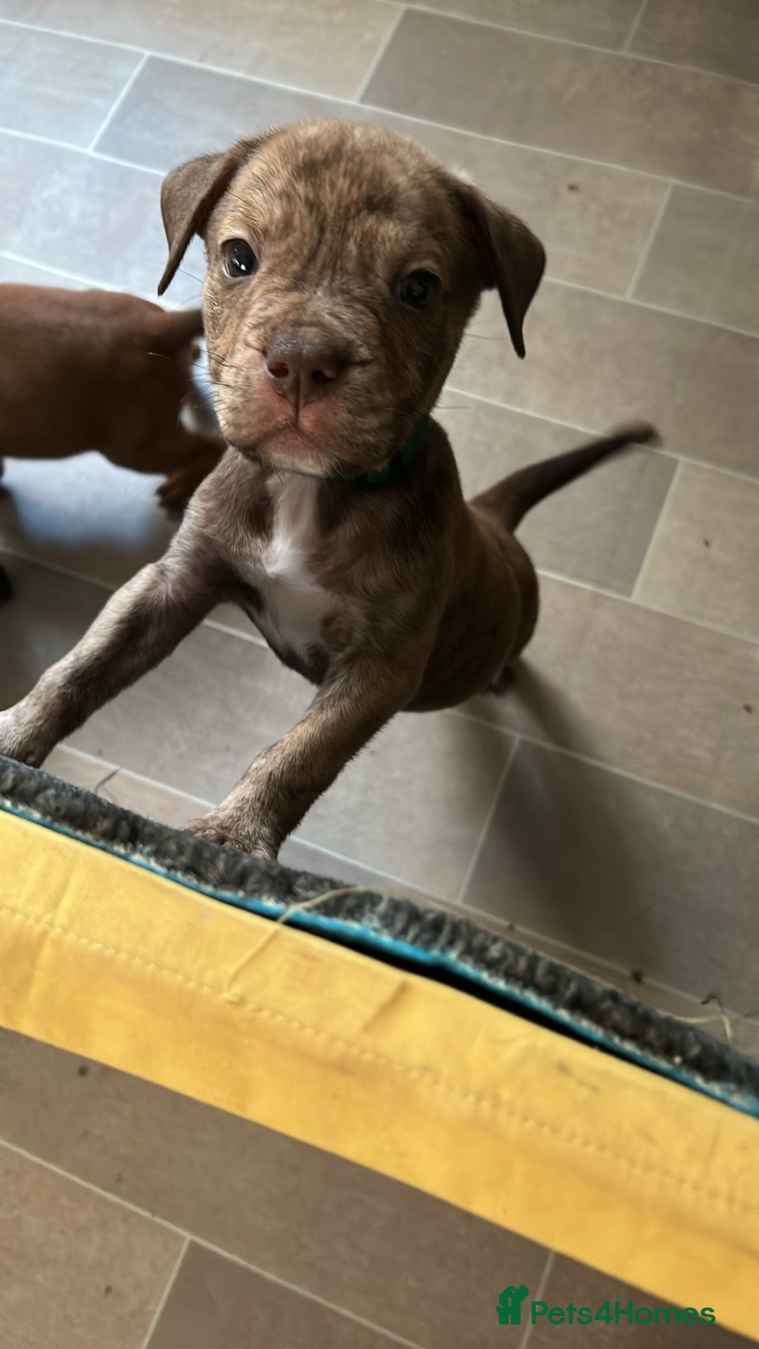 Mixed Breed dogs for sale: Rottweiler bulldog cross staffy - Advert 3