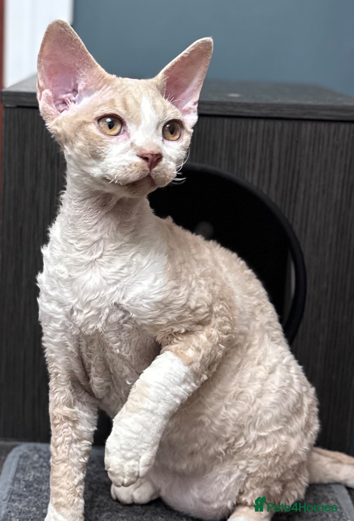 Devon Rex cats Fantastic pedigree Devon Rex Boy - Advert 5