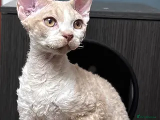 Devon Rex cats Fantastic pedigree Devon Rex Boy - Advert 5