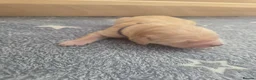 Golden Retriever dogs for sale: KC Pedigree Golden Retriever Puppies - Advert 9