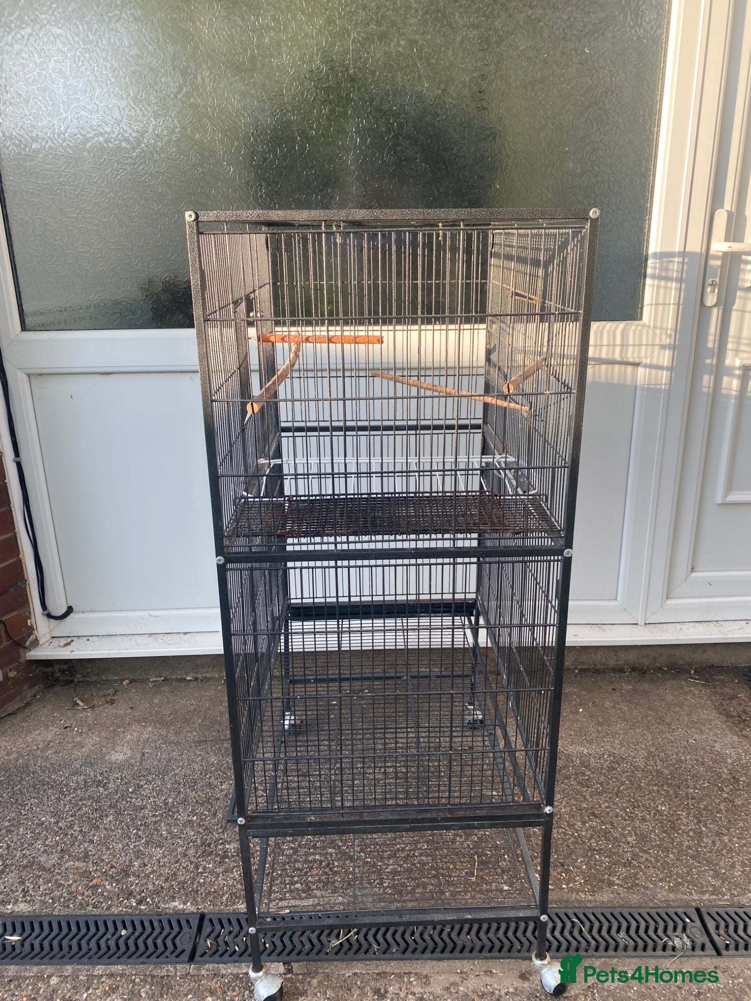 Parakeets birds for sale:  Alexandrine Parakeet (can speak) + cage + food in Newport - Advert 3