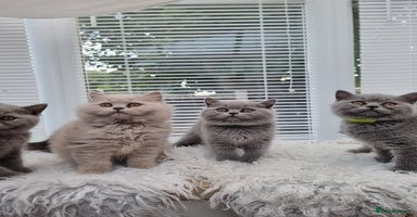 British Shorthair cats - Advert 7